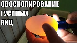 ОВОСКОПИРОВАНИЕ ГУСИНЫХ ЯИЦ В СЕМЬ ДНЕЙ