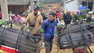 Chợ Vùng Cao | Phiên Chợ Đầu Xuân Vùng Cao Tây Bắc Lợn Đen Bản Ngon Giá Siêu Rẻ | Duy Thao
