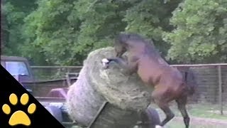 Horses, Ponies and Fails: Compilation