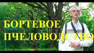 Бортевое Пчеловодство: Ульи-Борти и Дуплянки На Дубах, Киев Украина
