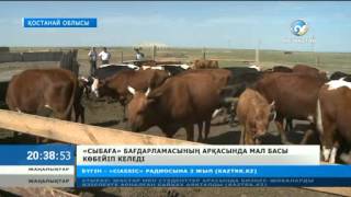 «Сыбаға» бағдарламасының арқасында мал басы көбейіп келеді