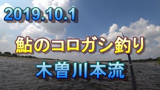木曽川で鮎のコロガシ釣り(ガリ釣り）2019年10月1日