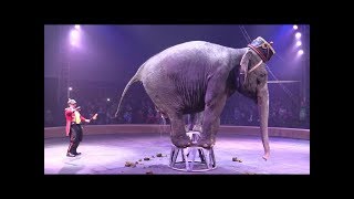 Слон срет в цирке. An elephant defecates in a circus.