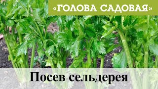 Голова садовая - Посев сельдерея