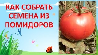 Простой способ, как собрать свои семена томатов. Выращивание томатов на семена. Сбор семян томатов.