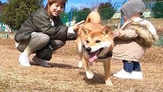 全力で遊ぶ柴犬、靴に慣れず固まる娘、そしてこける父