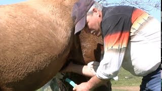 PT 1 How to Wash a Male Horse Sheath - Finding Smegma Bean - Horse Health thinklikeahorse.org