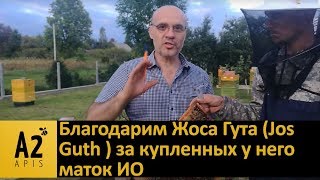 Матки #Бакфаст от Жоса Гута (#Jos Guth, Luxemburg)