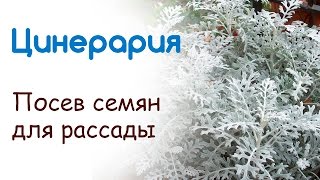 Цинерария - посев на рассаду в феврале