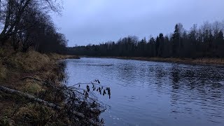 Ловля налима на реке Луга