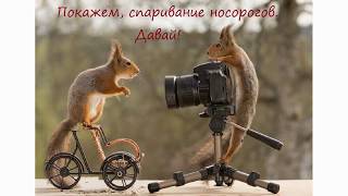 Спаривание носорогов. Надо видеть.
