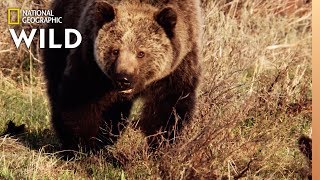 Grizzly Bears: The Fierce Predator of the North | Nat Geo Wild