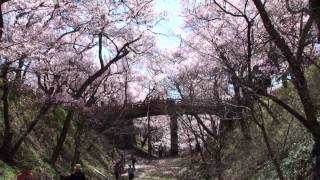 桜の名所　高遠城址公園 Cherry blossoms at Takato ruins of castle