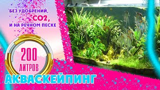 Акваскейпинг. Акваскейп.   Аквариум на 200 литров. Без удобрений, СО2, и  на речном песке.