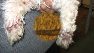 Демодекоз у собаки ( Demodex injai) клинический случай Запорожье