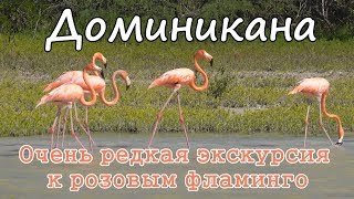 Доминикана. Очень редкая экскурсия - Розовый фламинго. Экскурсии в Доминикане.