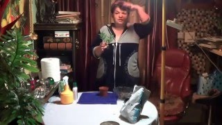 Эсхинантус. КРАСИВО ЦВЕТУЩИЕ  КОМНАТНЫЕ РАСТЕНИЯ .