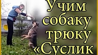 Как научить собаку делать трюк суслик? how to teach your dog to do the trick gopher