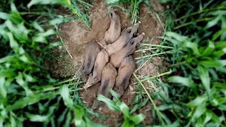Wildschweine im Mais - Bache und 7 Frischlinge - Drückjagd