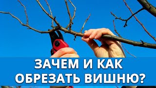 Зачем обрезать вишню?
