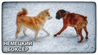 АКИТА в лесу | ЗАЙКА для всего МИРА