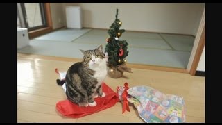 クリスマスプレゼントとねこ。-Christmas present and Maru.-