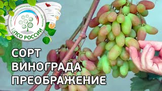 Сорт винограда Преображение. ? Описание сорта винограда Преображение.