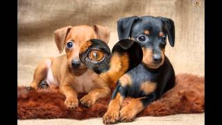 Миниатюрный   Пинчер/Miniature Pinscher (порода собак HD slide show)!