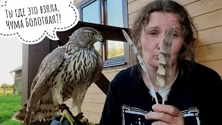 Обучение ястреба-тетеревятника. Перерыв в тренировках из-за сезонной линьки