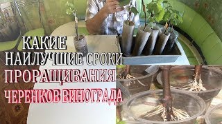 Какие наилучшие сроки проращивания черенков винограда.Лучшие условия проращивания черенков винограда