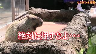 カピバラ （なかがわ水遊園篇）絶対に押すなよ茶々丸君