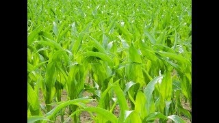 Cómo se Aplica la Enmienda para los Suelos- TvAgro por Juan Gonzalo Angel