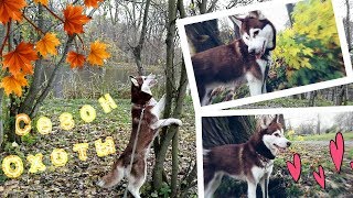 Сезон Охоты / Хаски на охоте! ^Прогулка с Хаски^