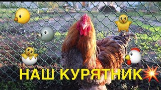 НАШ КУРЯТНИК - БИЗНЕС НА ЯЙЦАХ, ЗАВЕЛИ МОЛОДОК И ПЕТУХА ❤