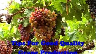Tips For Good Quality Grape Production