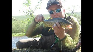 Absolutely beautiful trout caught from the Scandinavian wilderness