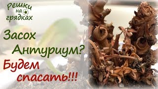 Засох антуриум?! Можно реанимировать антуриум и спасти его!!! Видео от 15.02.2019