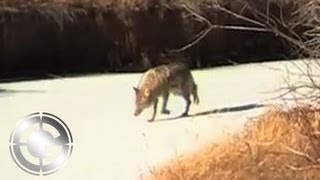 Going to Work on Montana Coyotes - Long Range Hunting