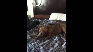 Moose The Leopard Dog Vs. The Evil Ceiling Fan