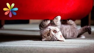 Как отучить кошку точить когти о мебель – Все буде добре. Выпуск 767 от 02.03.16