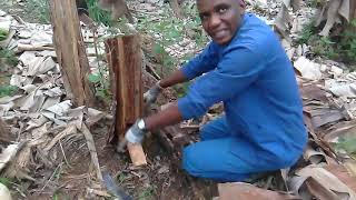 Comment multiplier massivement les rejetons de banane plantain grâce à la technique de décapitation