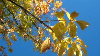 #Осенняя мелодия# Самая красивая осенняя песня