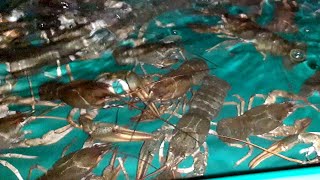 ПЕРЕДЕРЖКА и содержание РЕЧНОГО РАКА в Домашних УСЛОВИЯХ.