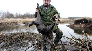 Бобр  30 кг попал в капкан ( Bridger)/the beaver was caught in a trap