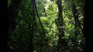 La jungla (The jungle)