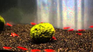 "fire red" Cherry Shrimp @ Imperial Tropicals