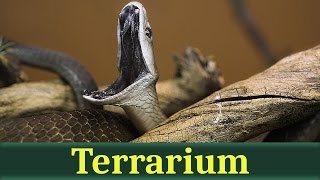 Чёрная мамба (лат. Dendroaspis polylepis)