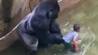 Harambe The Gorilla Shot At Cincinnati Zoo After Child Falls Into Enclosure