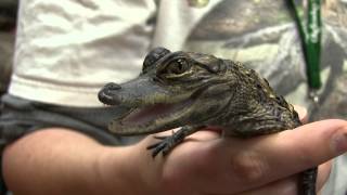 Okefenokee Swamp Park