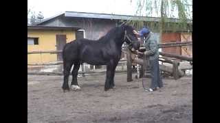 Ogiery